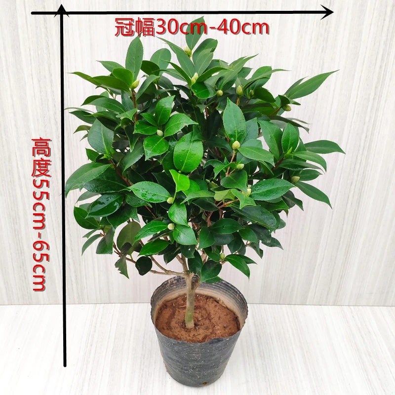红赤丹山茶花红色地栽盆栽树苗四季常青当年开花室内阳台庭院好养