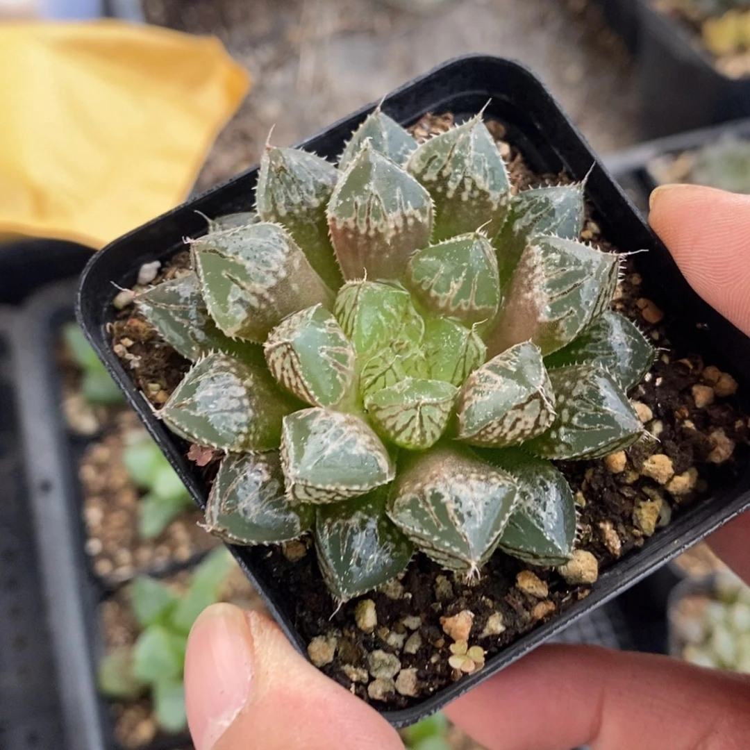 十二卷楼兰一颗 周末整点福利