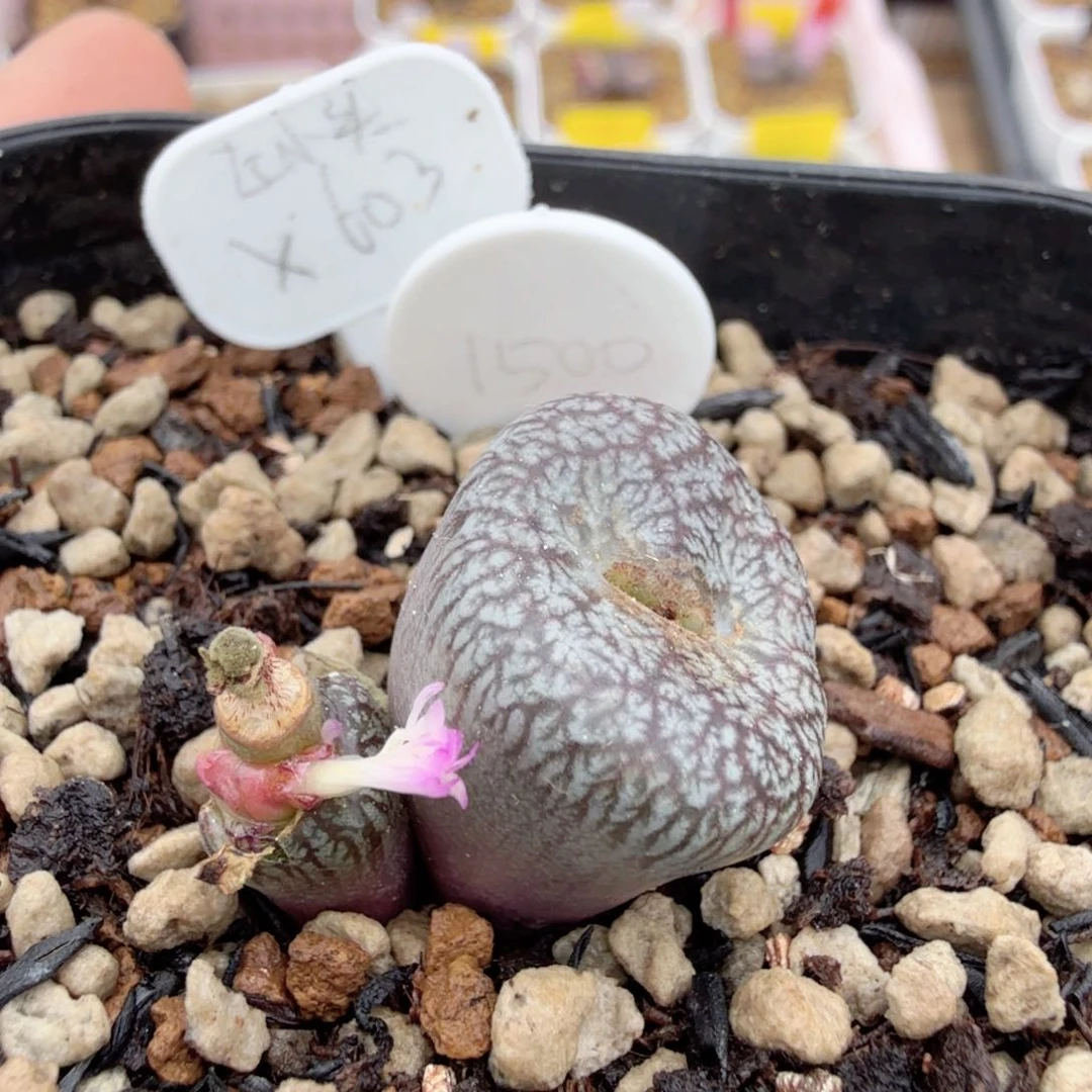 月影 康杂 12-13-L53