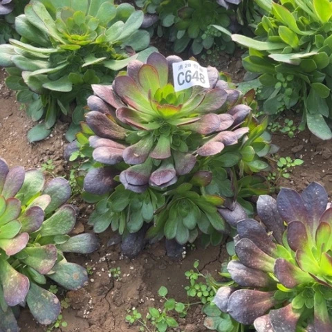 648黑珍珠不包断枝