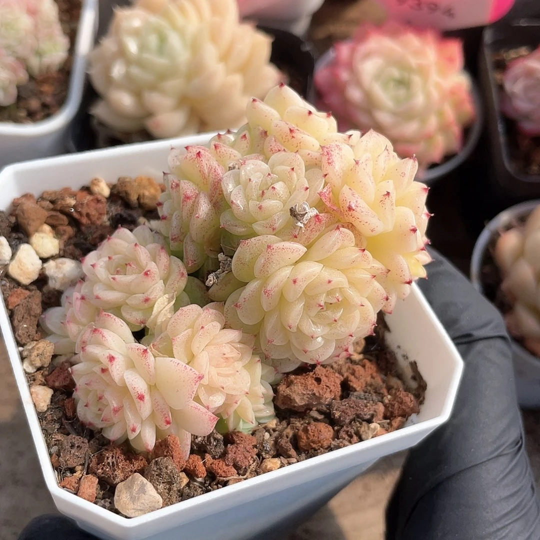 优选麦秆a111福利580