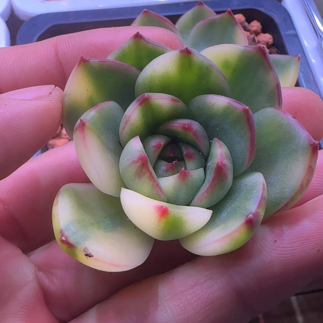 嘟***囔嗨起来 多肉植物锦