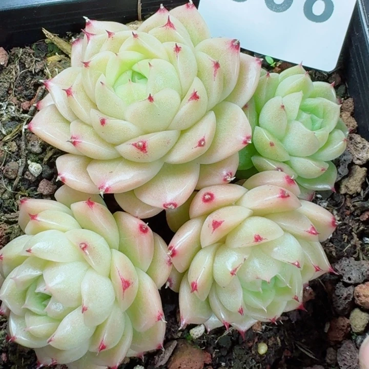 麦秆群生         精控精养多肉植物