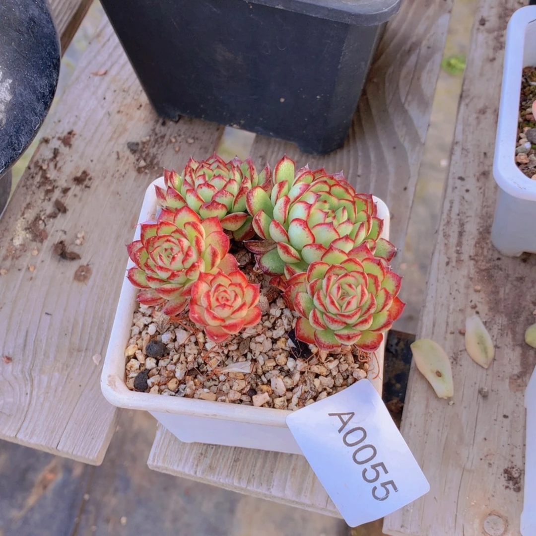 阳***光闪购多肉1棵a0055带盆土