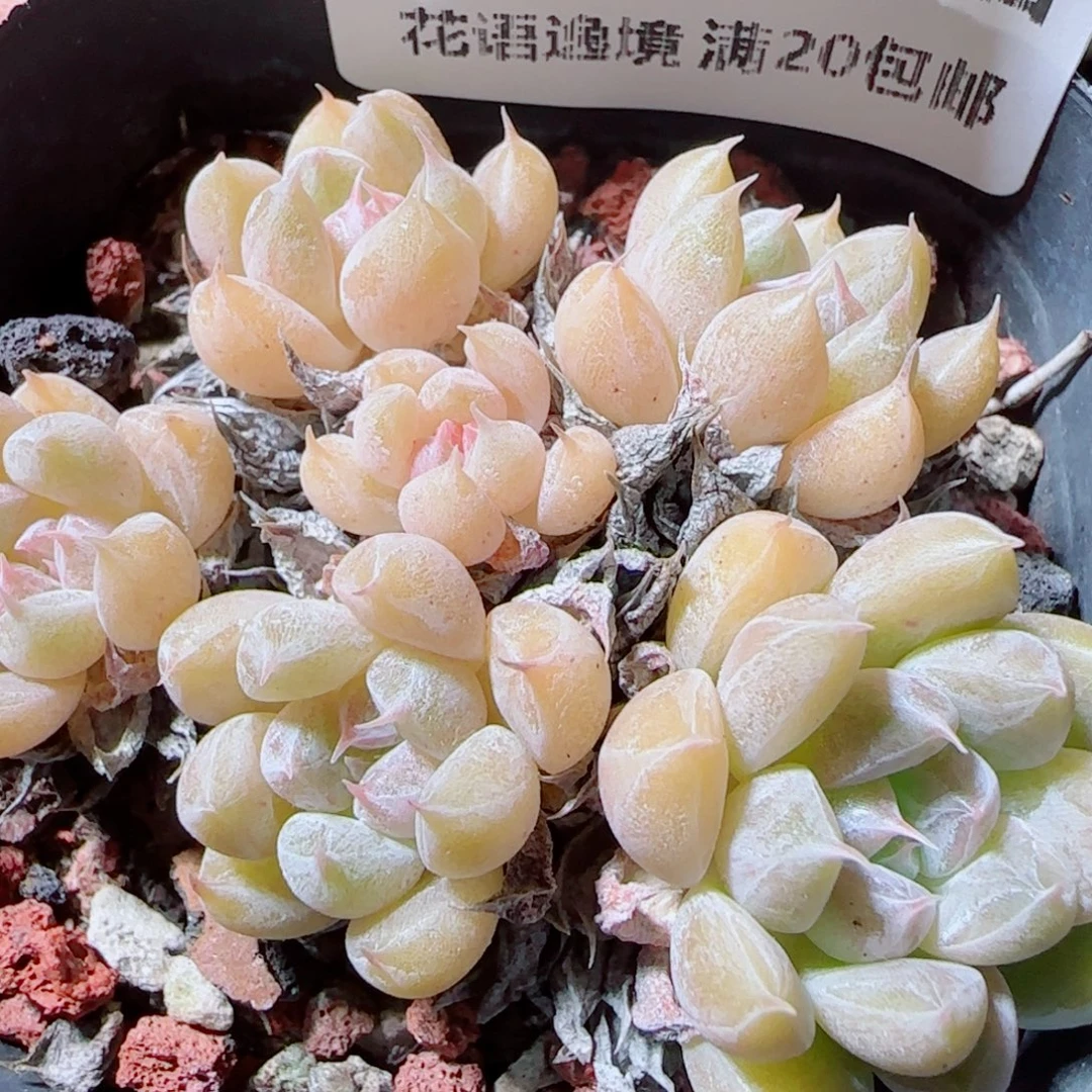花语逸镜1021-151恶魔