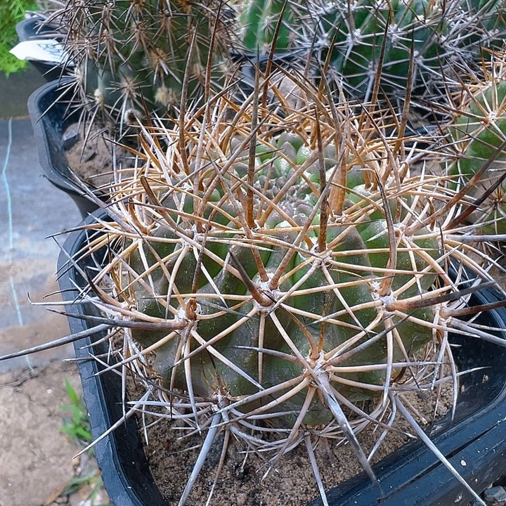 极光。 智利属。 自根。