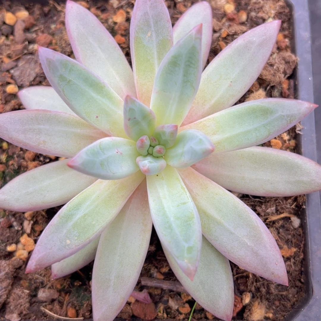 单头虞美人111111111111111