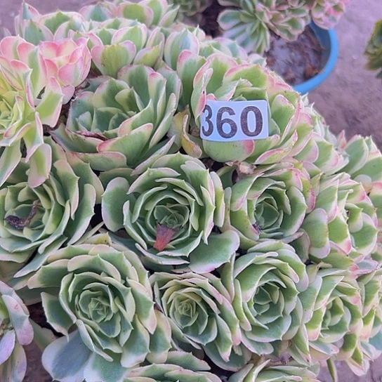 小***喜多肉植物一个粉玲珑