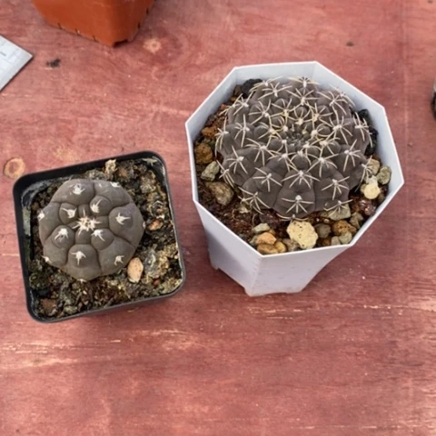 ?**?实生球组合2颗仙人球