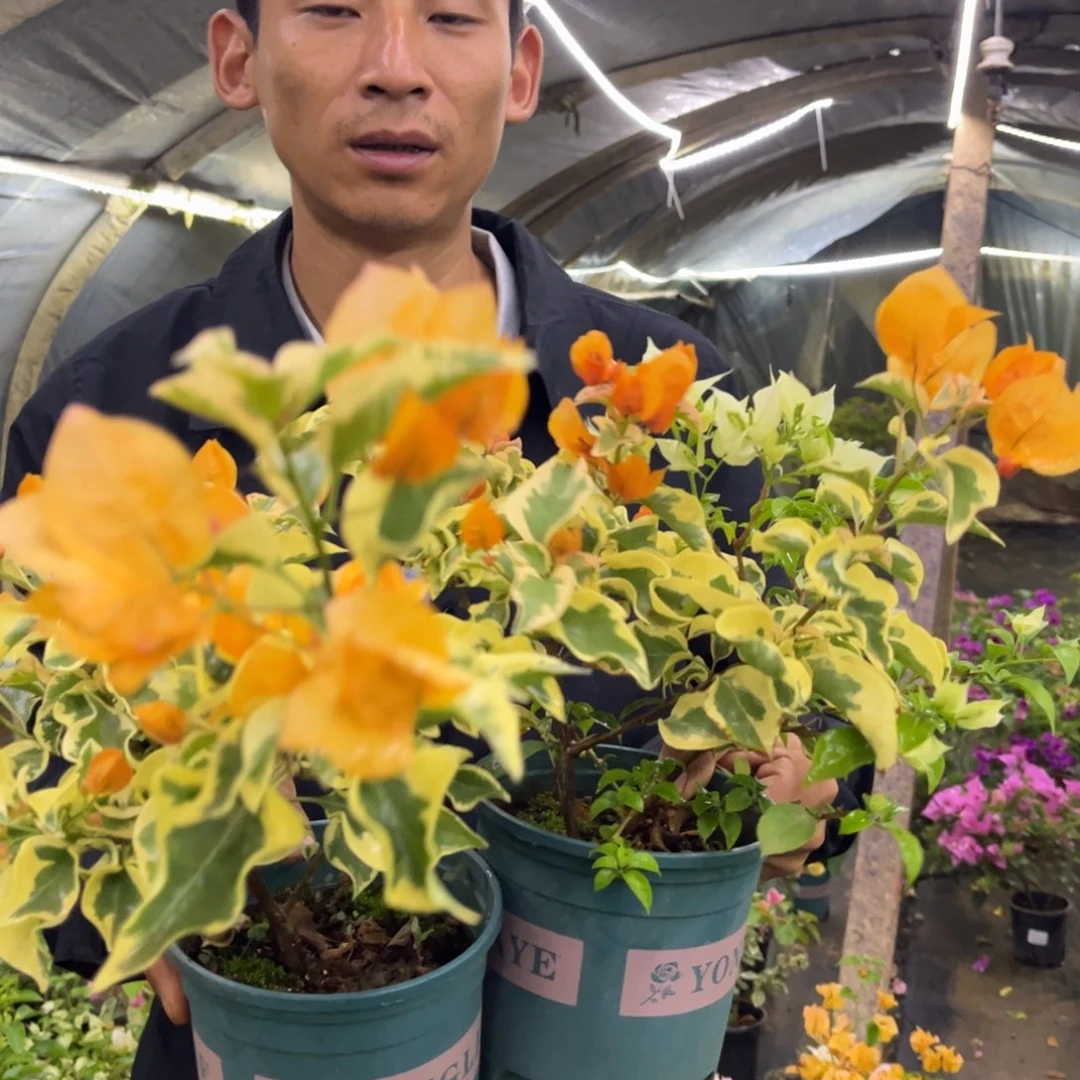 完全开放（三角洲）三角梅会落花落叶会光杆苗有大有小