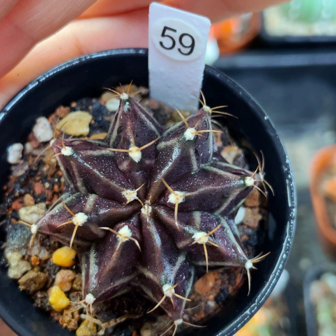 紫色星辰盆5公分满25包邮裸根发货