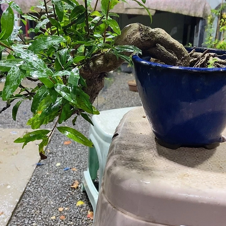 完全开放牧**鸟开花