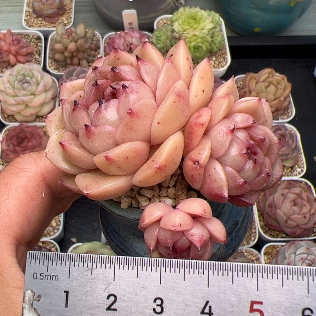 513 多肉植物组合盆栽