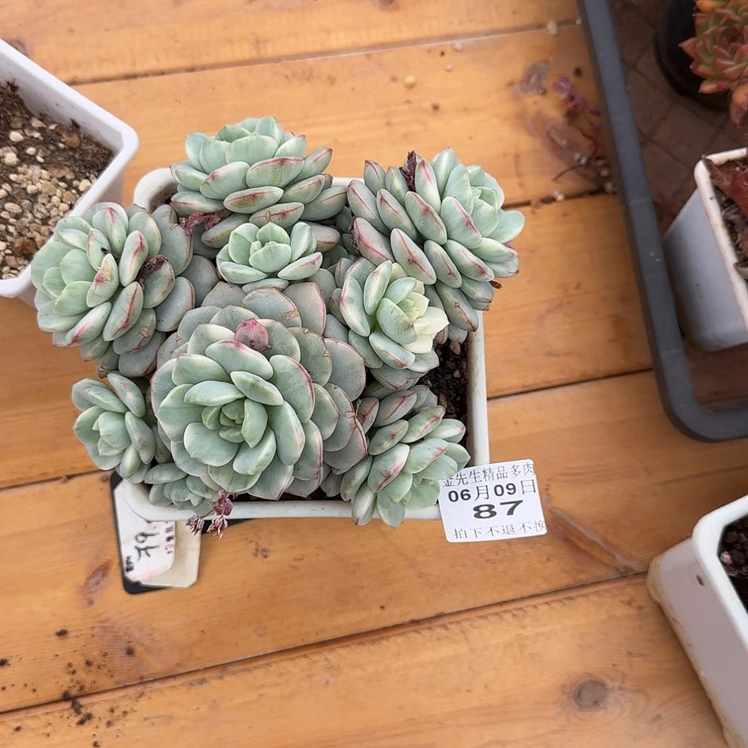 怡*0609-87香草锦群