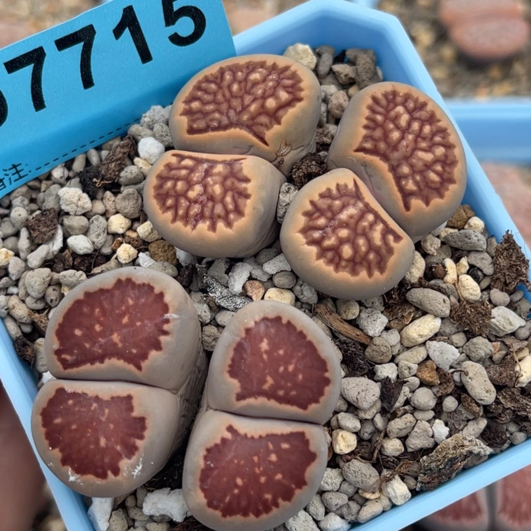 7715双头红窗菊两颗