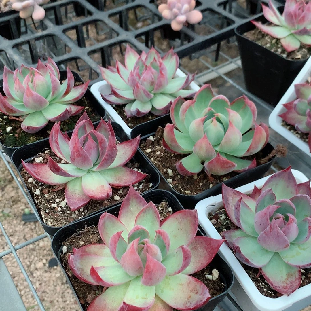 惊鸿仙子4577888888888888