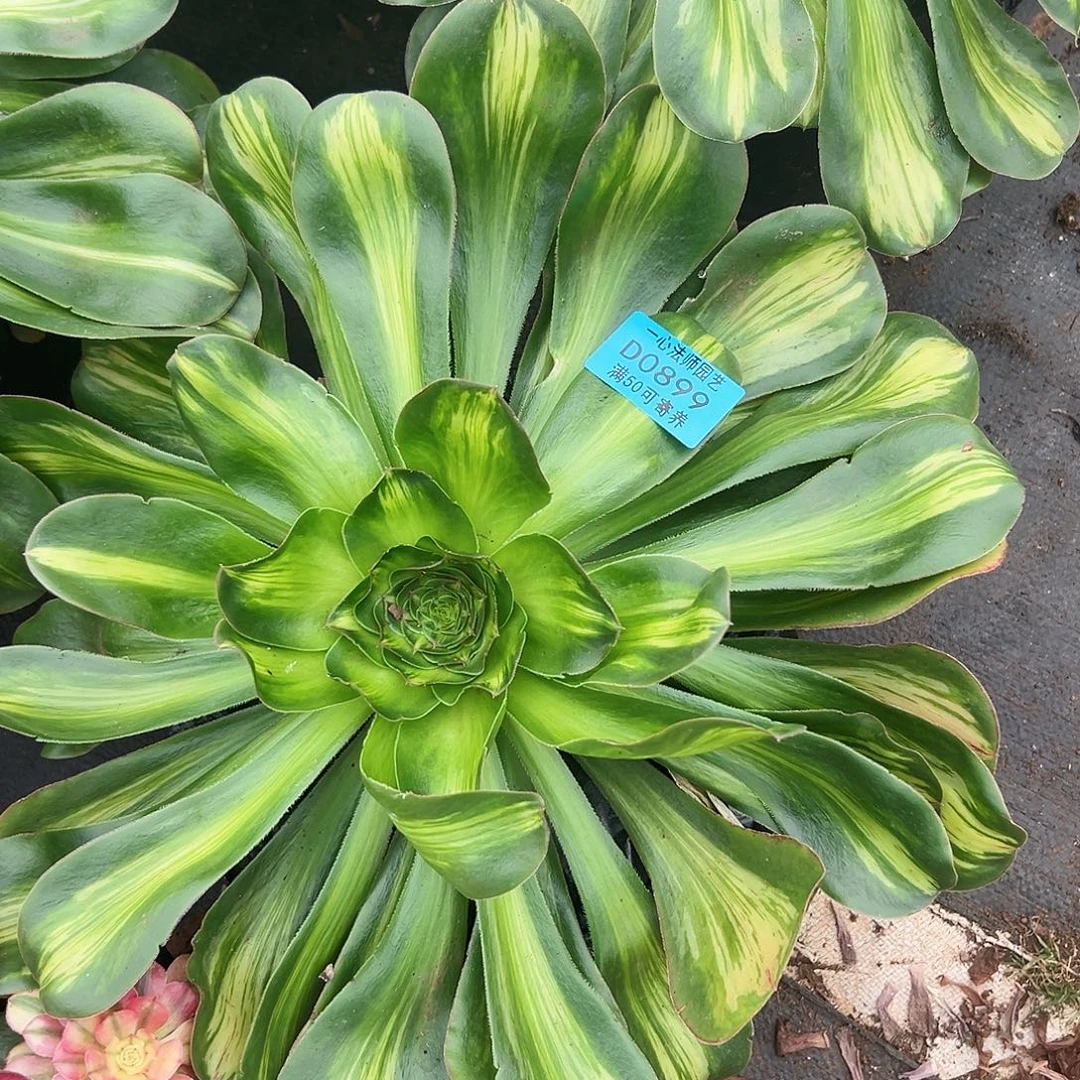 多肉植物多肉植物899