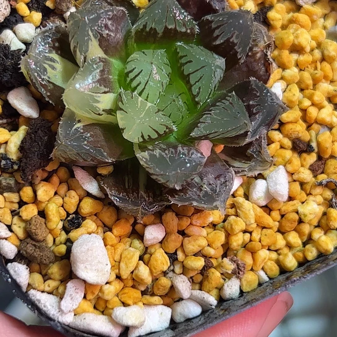 红岩锦十二卷多肉植物