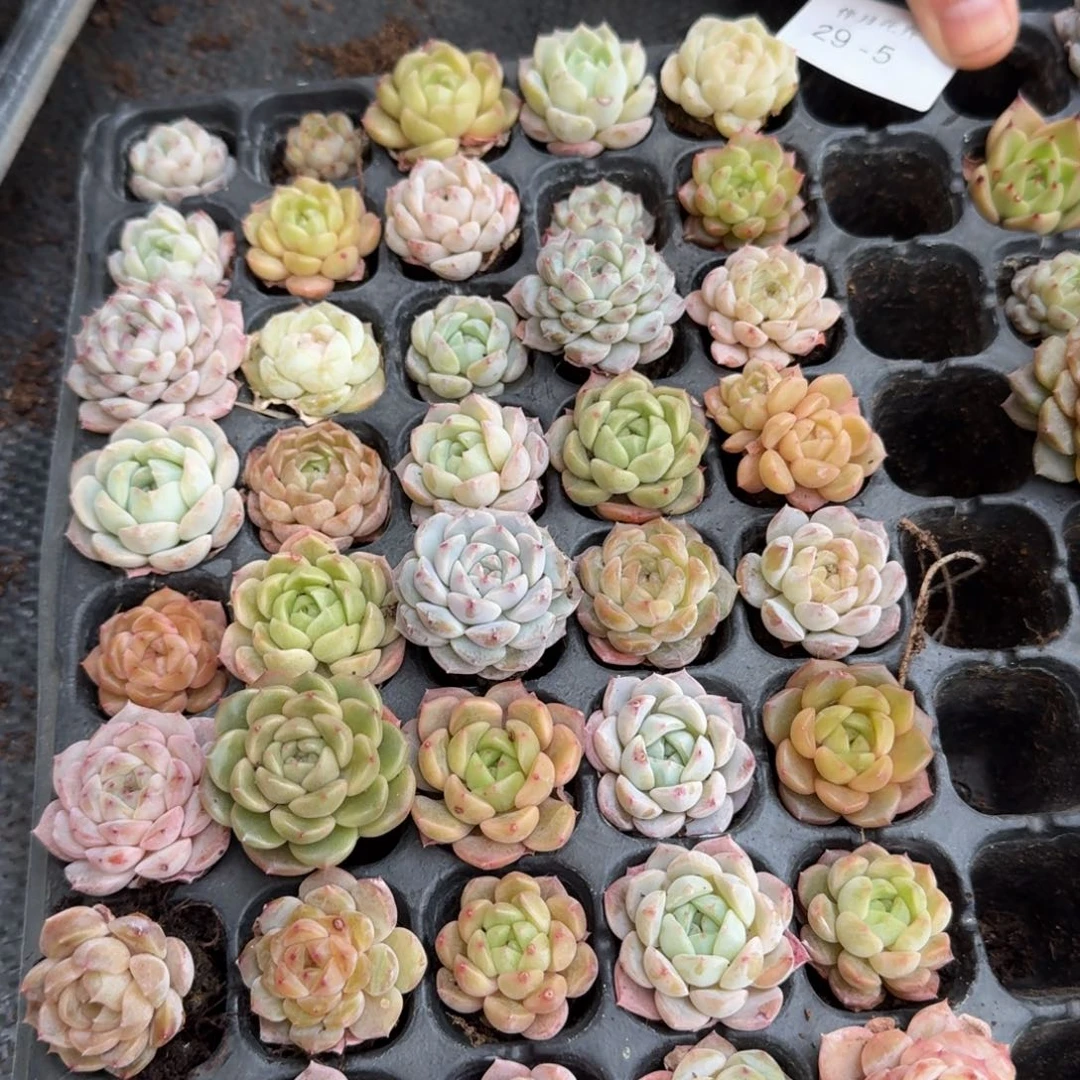 绿姬糖心四十颗量拍29-5