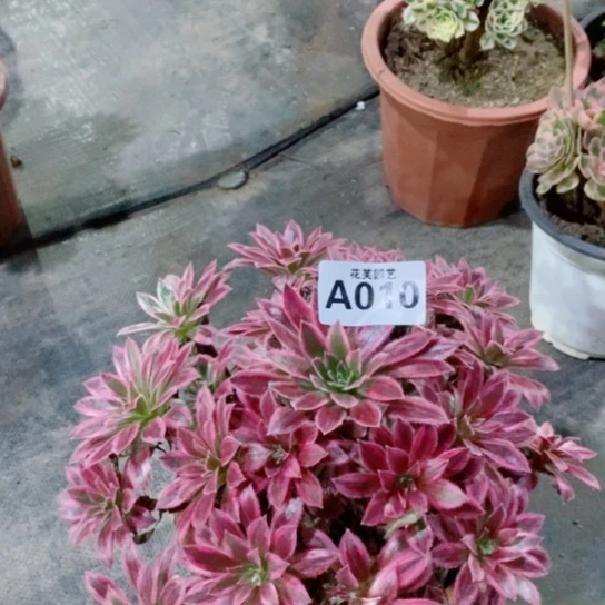 多肉植物凤凰锦010