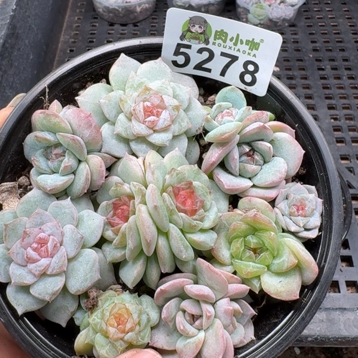 多肉植物多肉植物