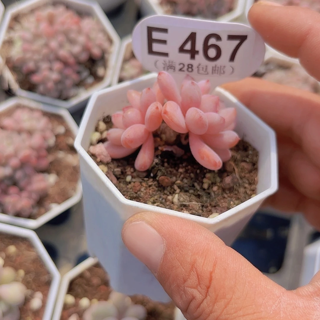 E467漫漫雪一物一拍