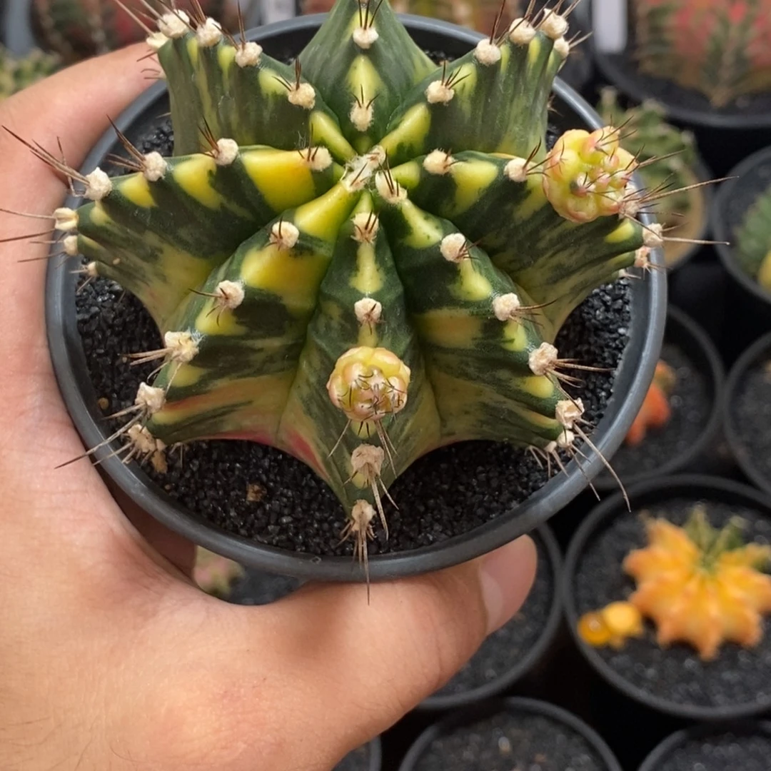 泰系全品米哈—带盆土发货24