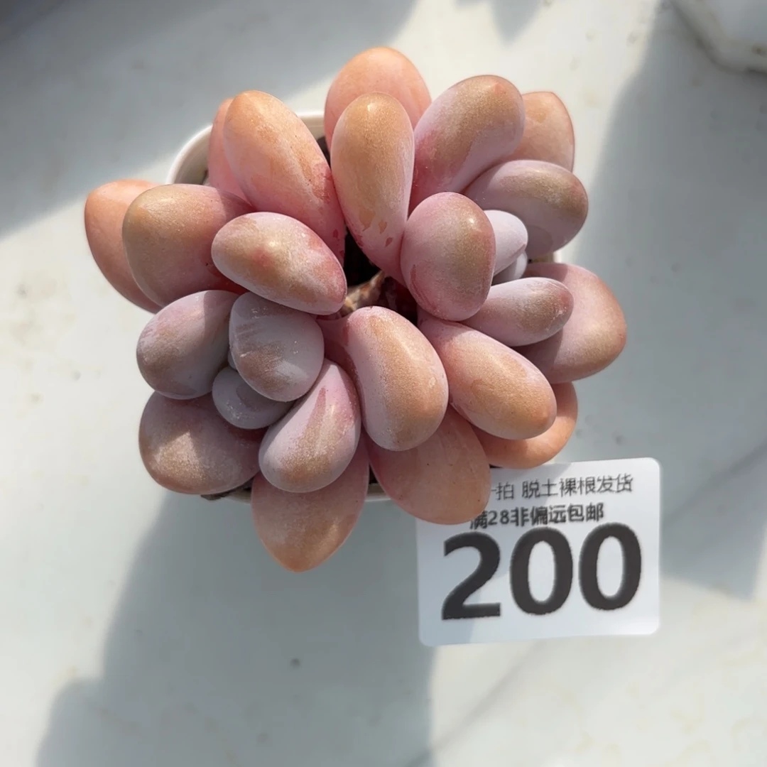 粉兔老桩无盆土发货