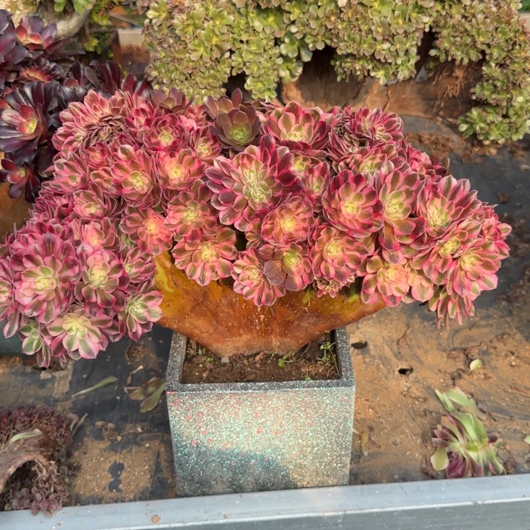 多肉植物法师缀花