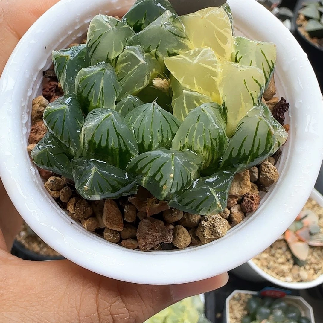 301号实生玉露锦一物一拍带盆土