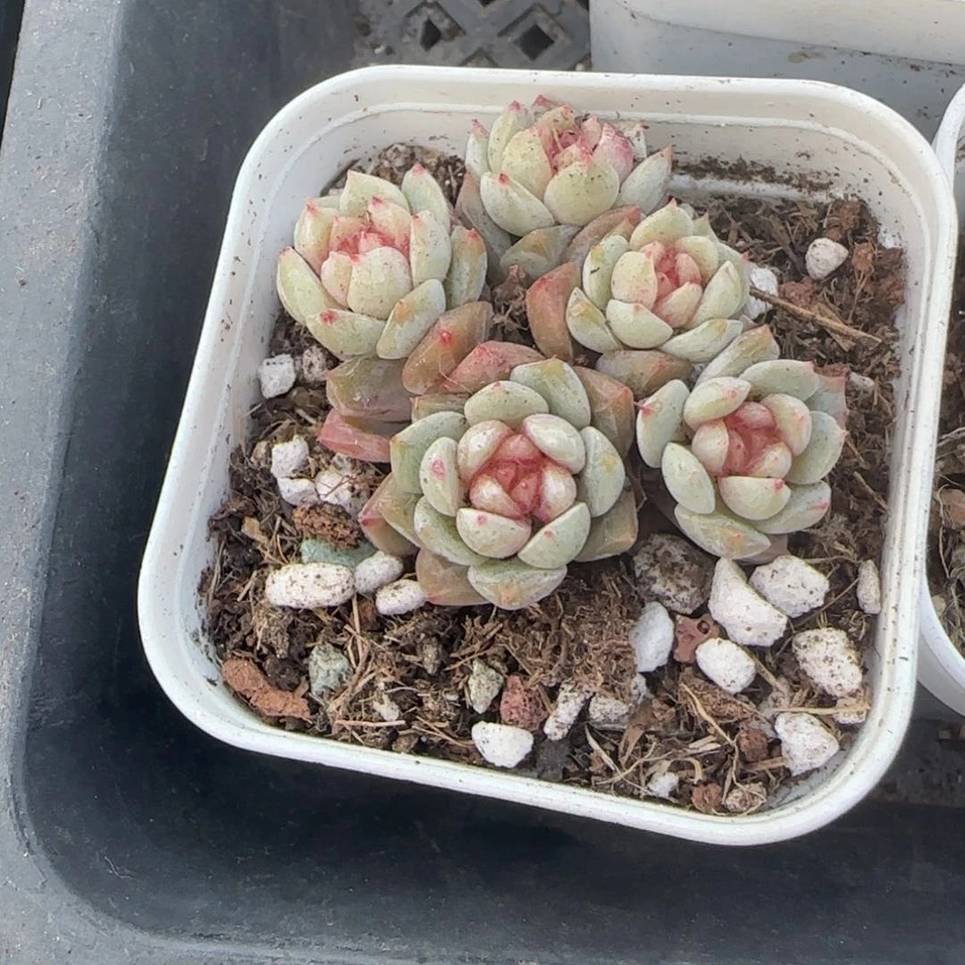 多肉小卡拉米糖心一物一拍