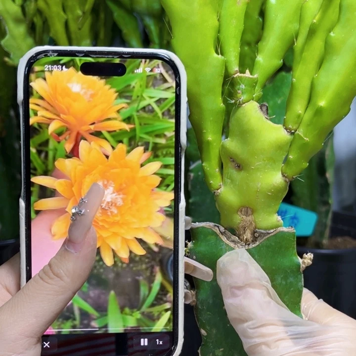 当前无花栽培后可以开花28.88