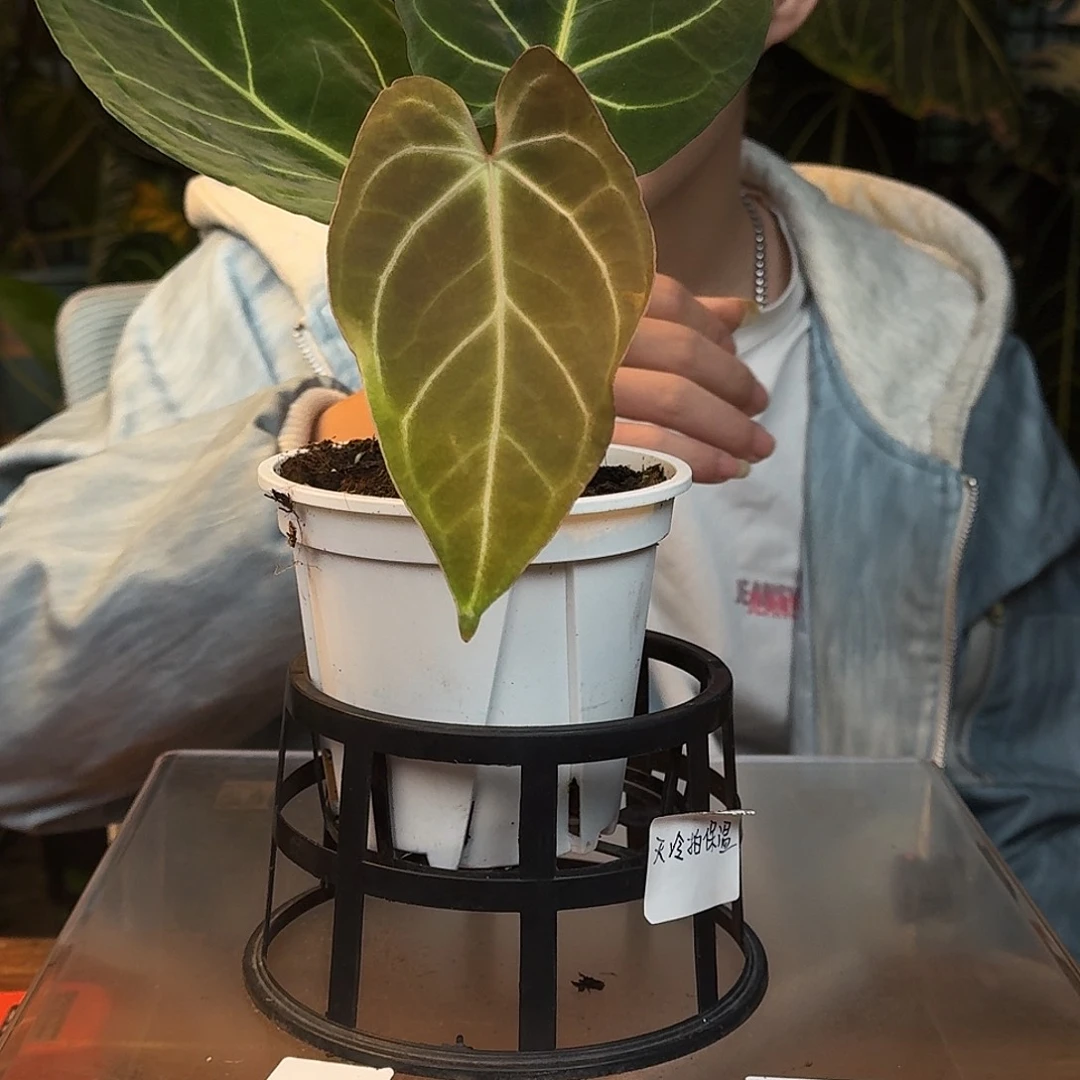 完全开放W131粉脉水晶杂细脉绿丝绒
