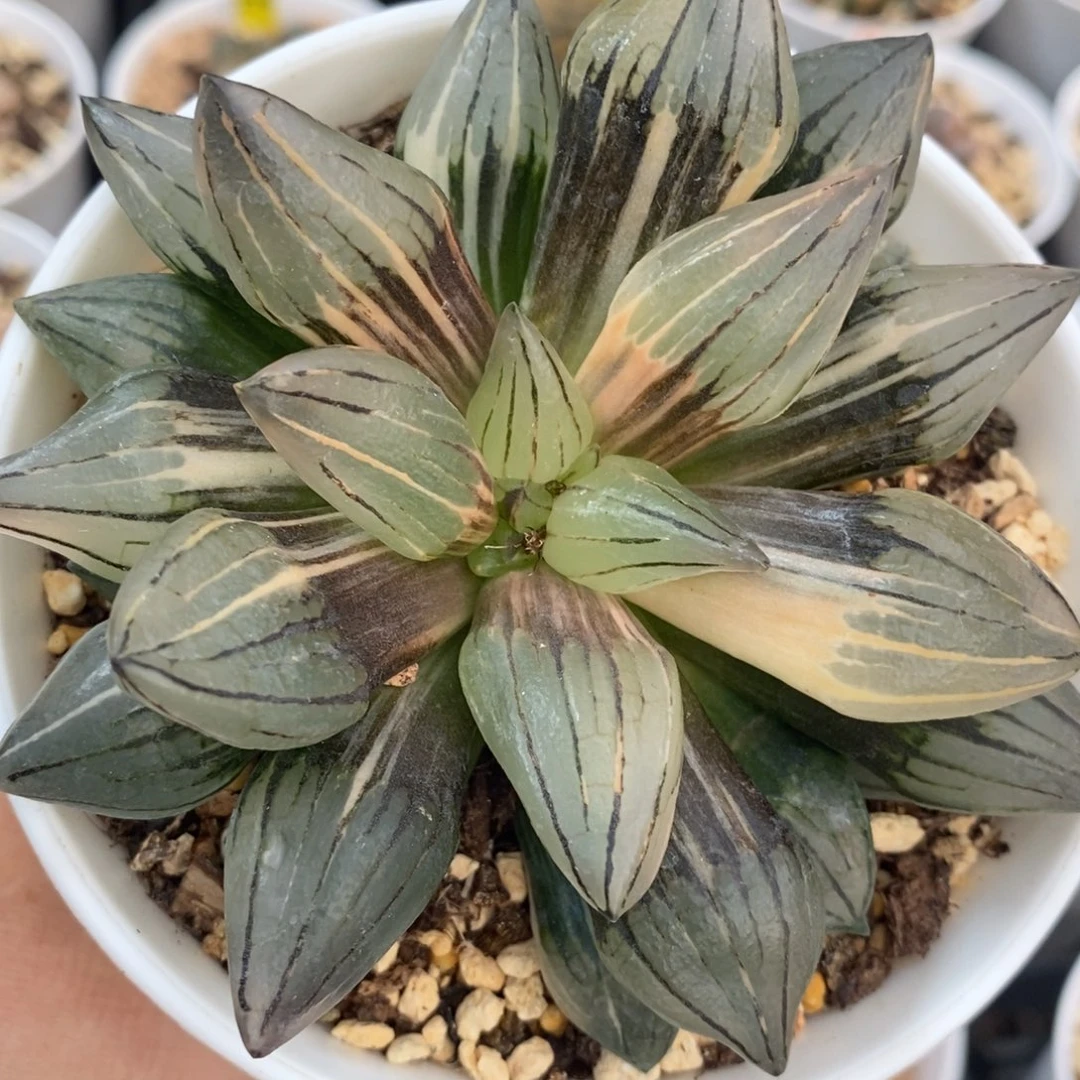 7西瓜十二卷多肉植物