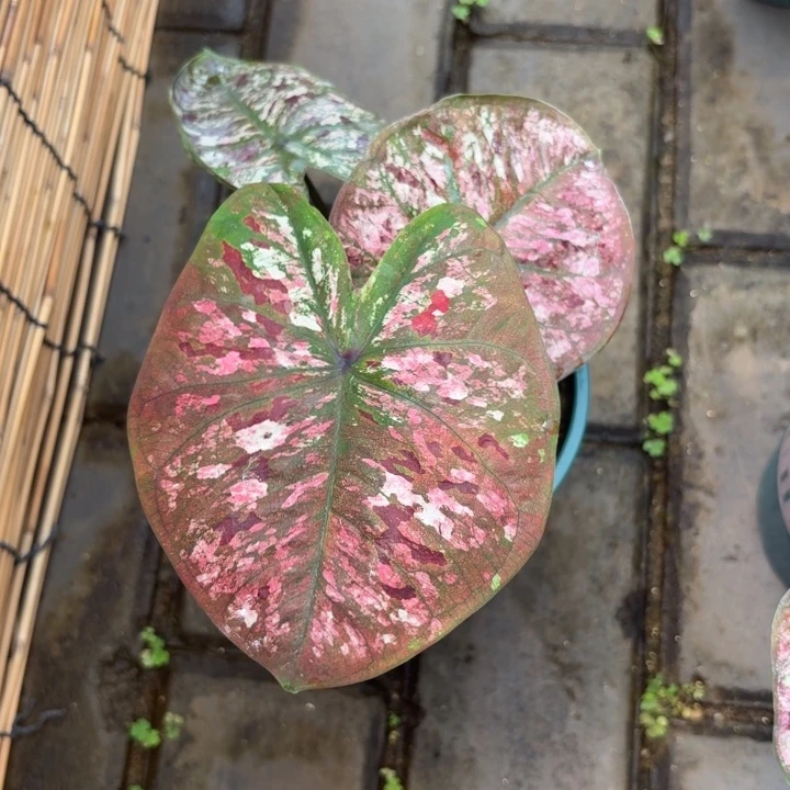D***6花木兰泰国彩叶芋77-0702