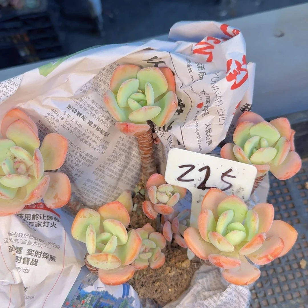 多肉植物的生长发育和生长