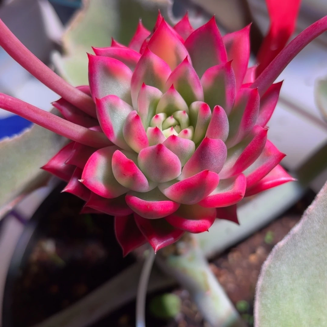 蒂芙尼锦多肉植物