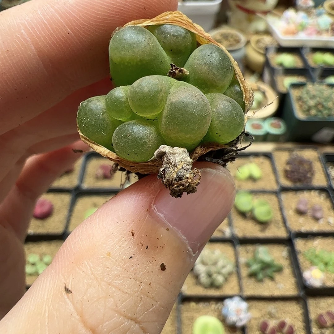 【闪购商品】33 缀