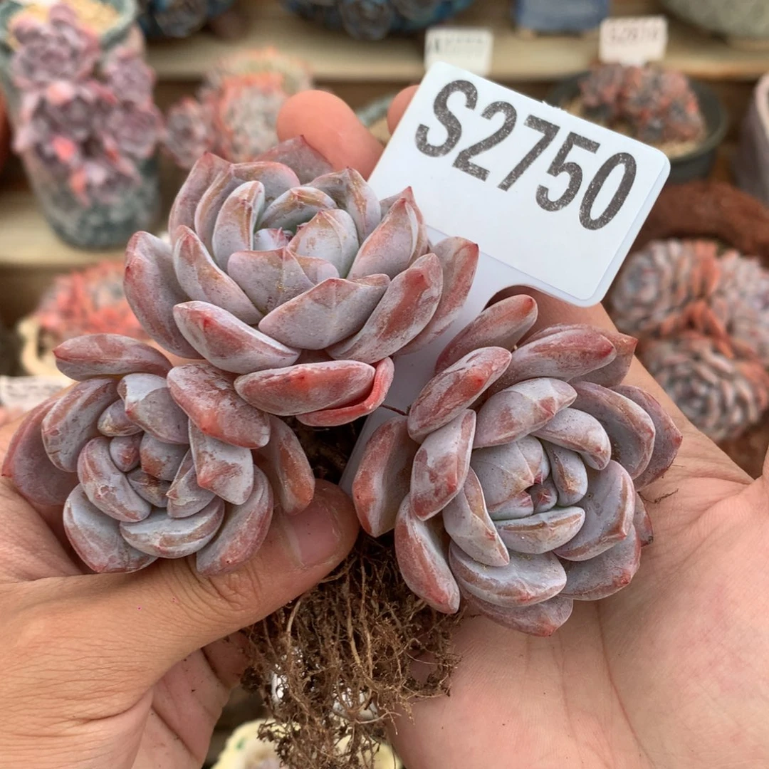 S2750 橙子飘枝 小老桩 无砍 11cm