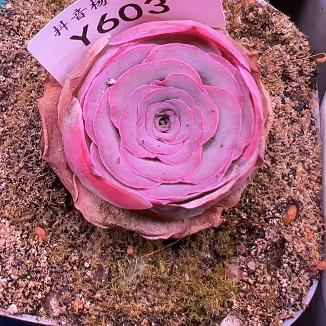 杨603 捡漏开播福利