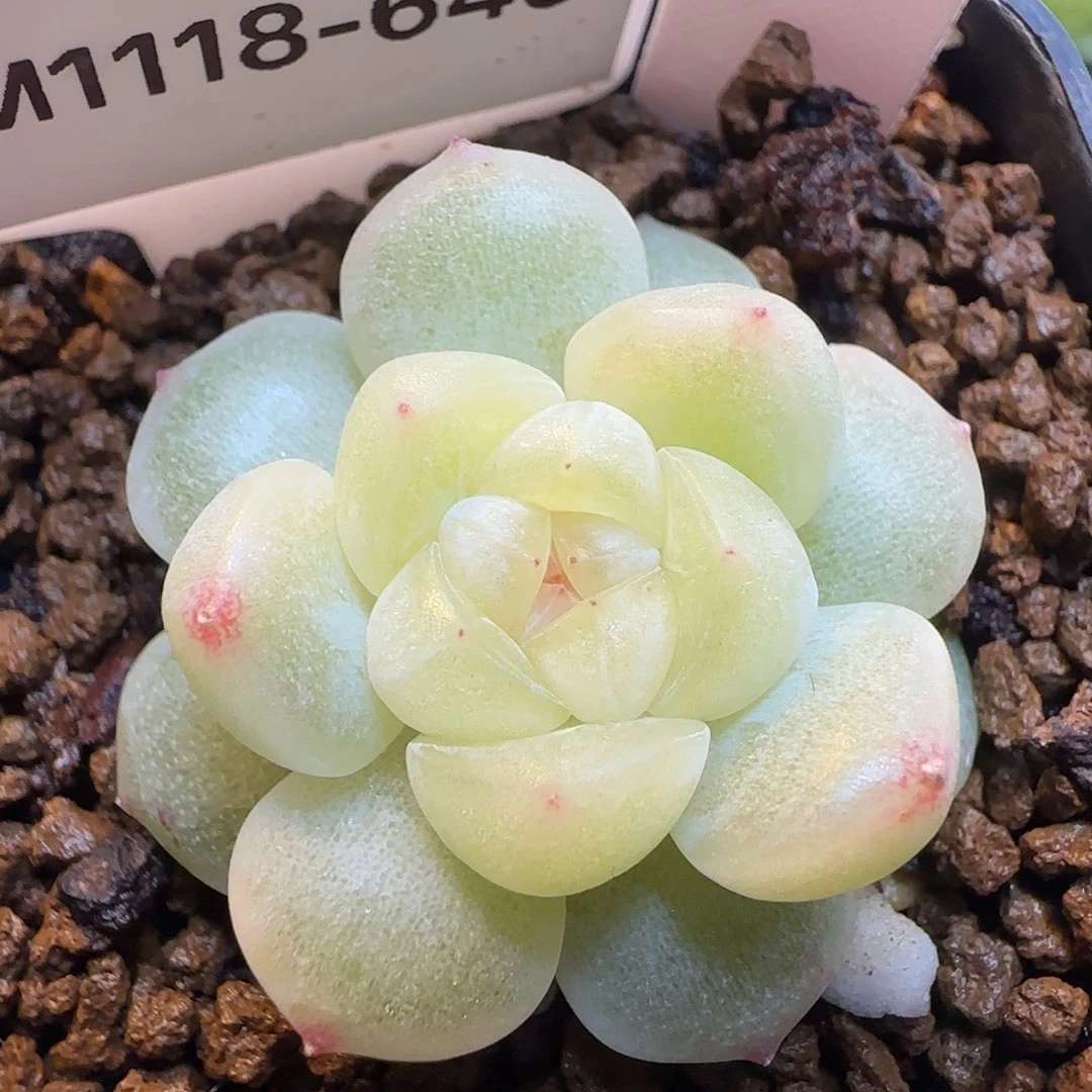 Y***e645号白透珍妮多肉