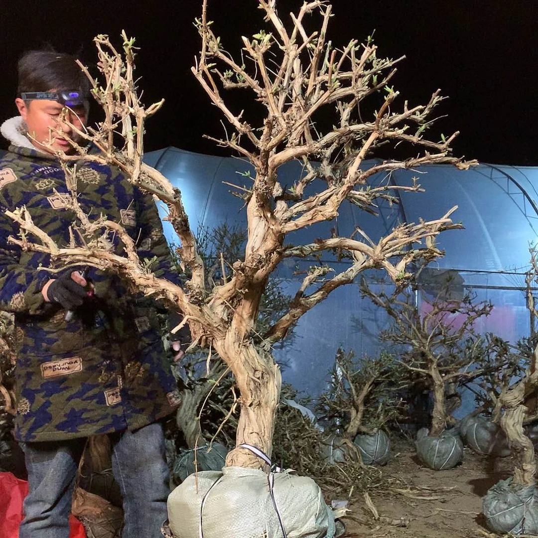 金银花000000000000024