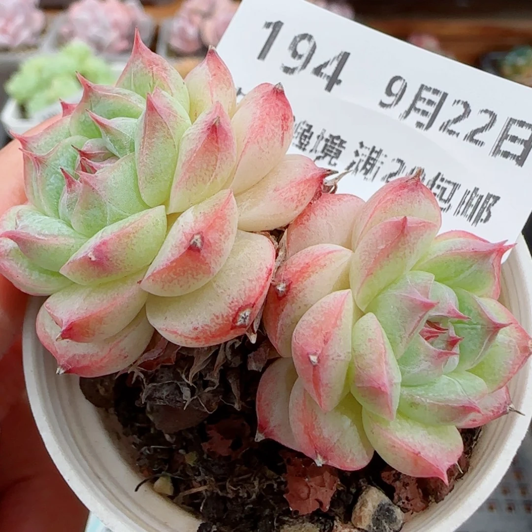 花语逸镜0922-194散