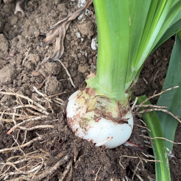 无花朵四****5两颗瑞秋包对版4305