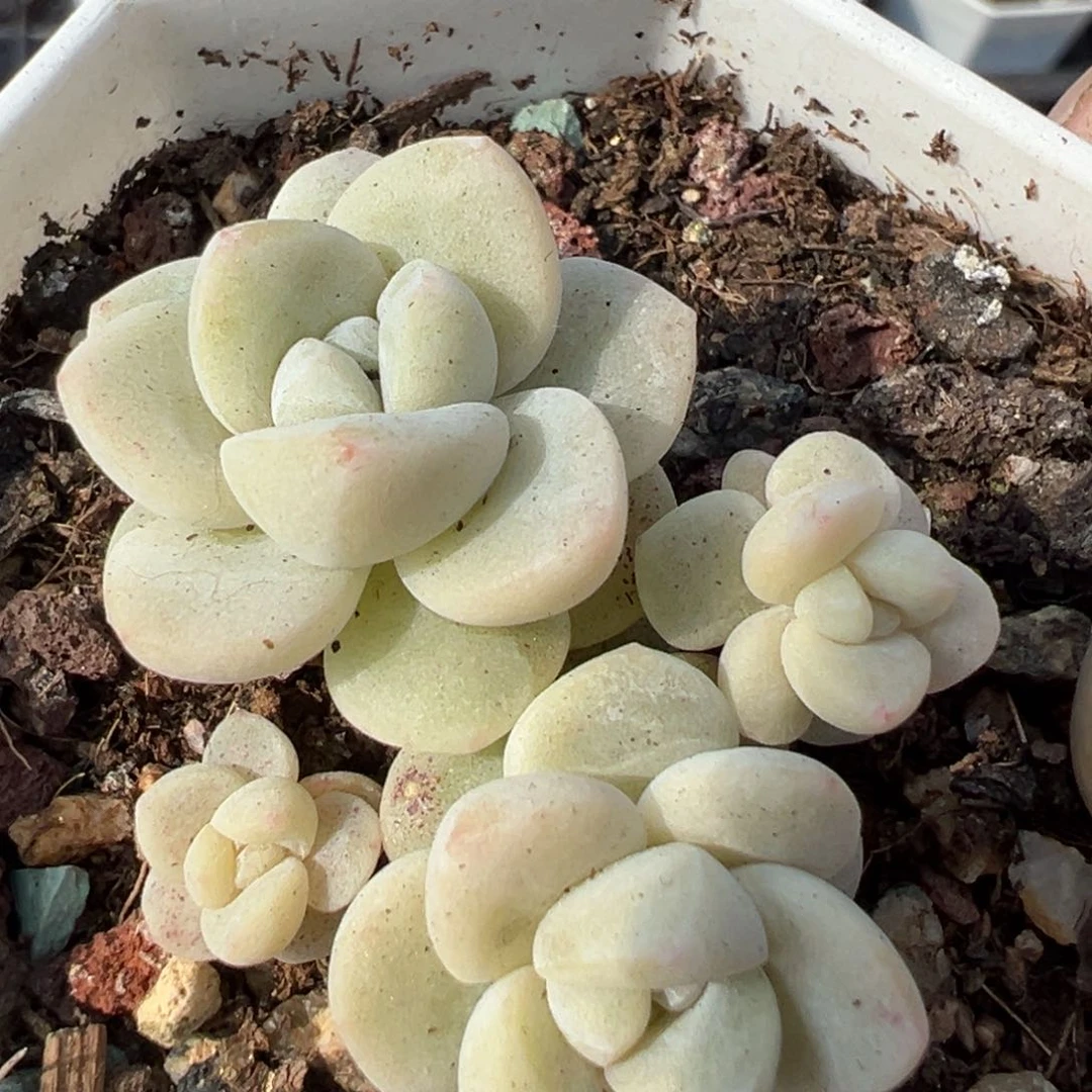 小卡拉米糖心一物一拍