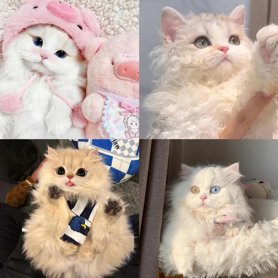 小猫全款活体链接