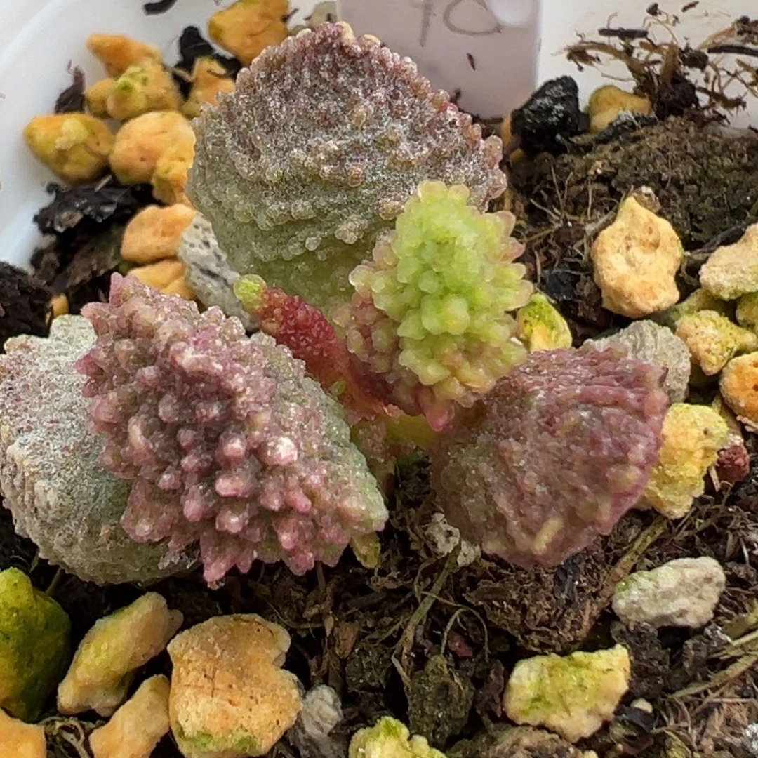 105病毒爆炸刺实生新品
