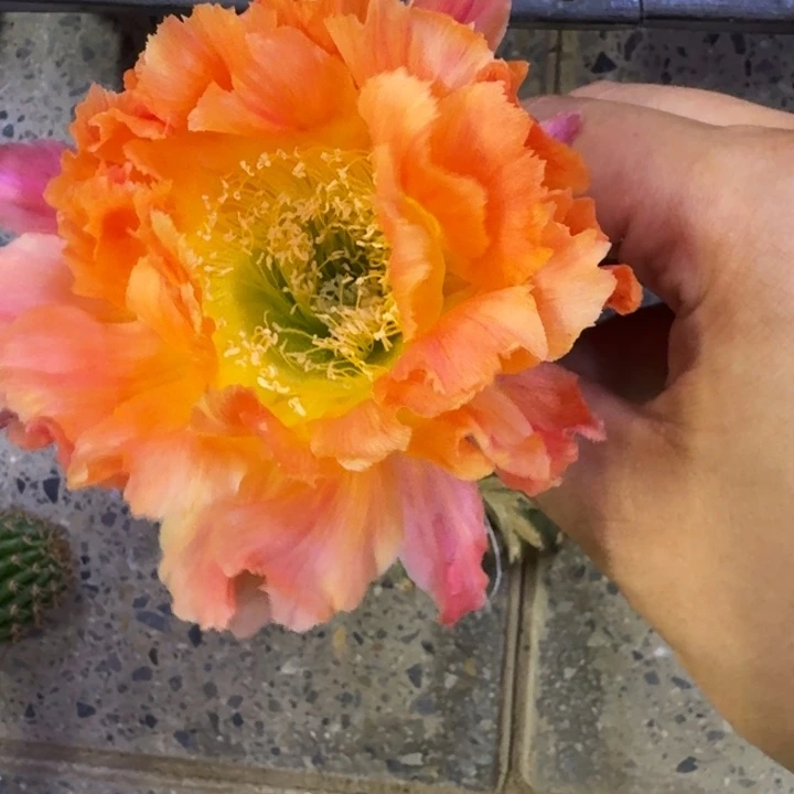 5彩草江南13歪4公分左右无根侧牙，20包邮