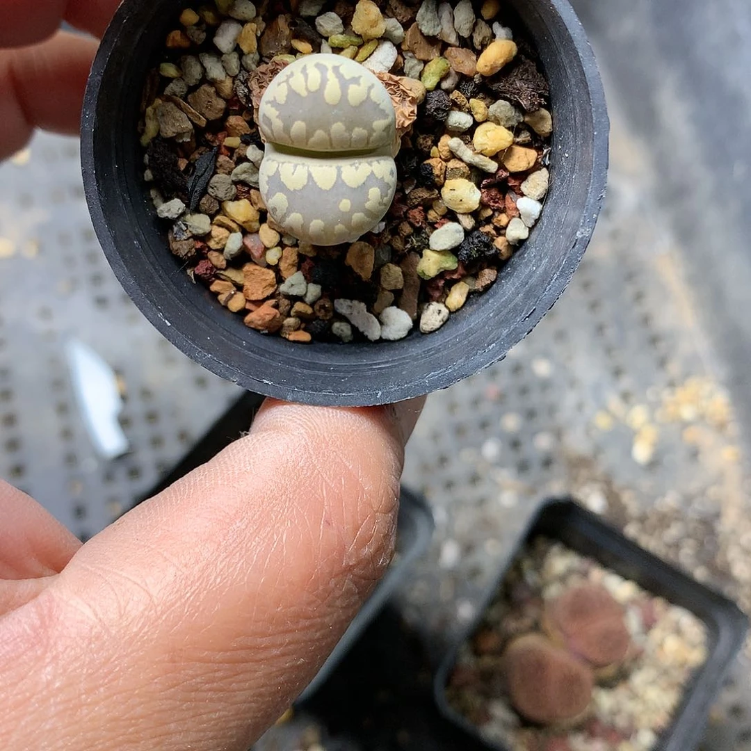 R751多肉植物保护研究所