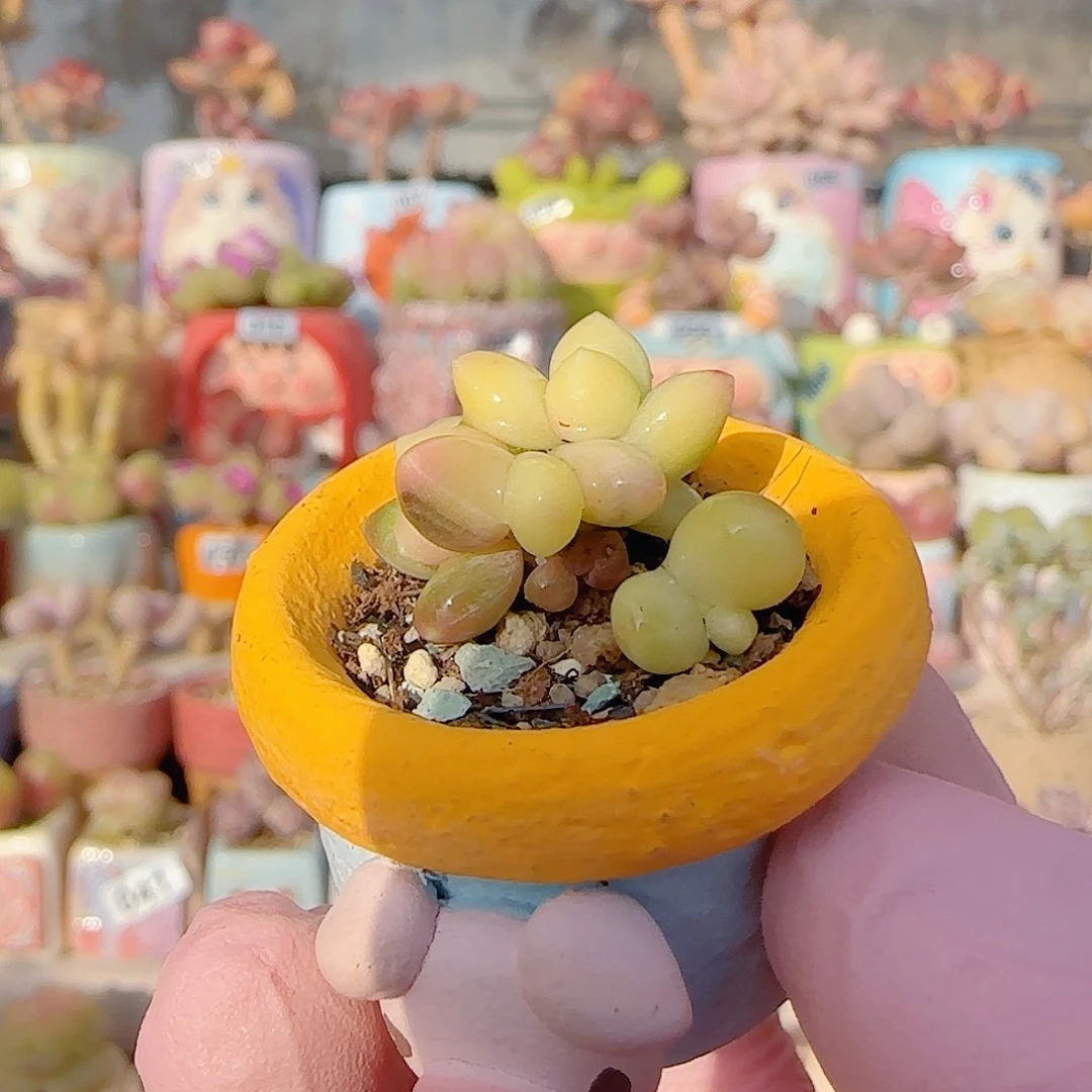 天空美人锦 盆口2.5cm